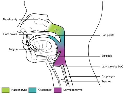 Thethroat01 The function of pharynx is to transport the